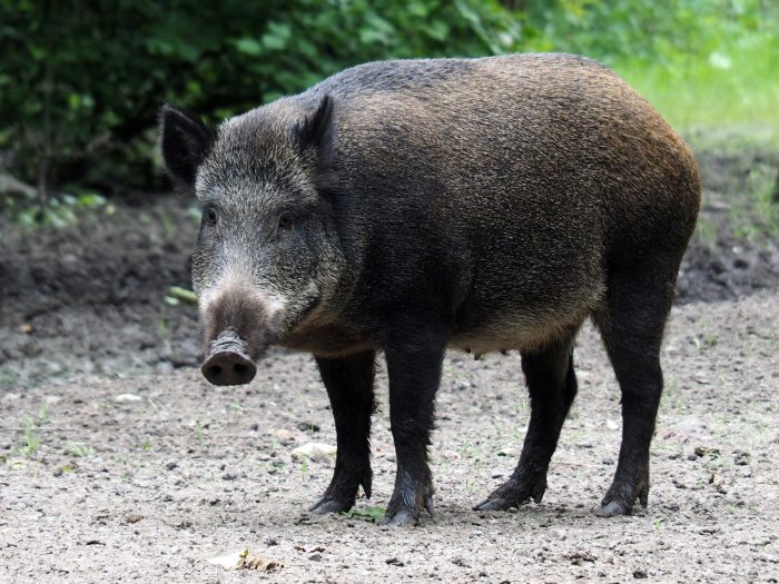 zwierzęta w polskich lasach